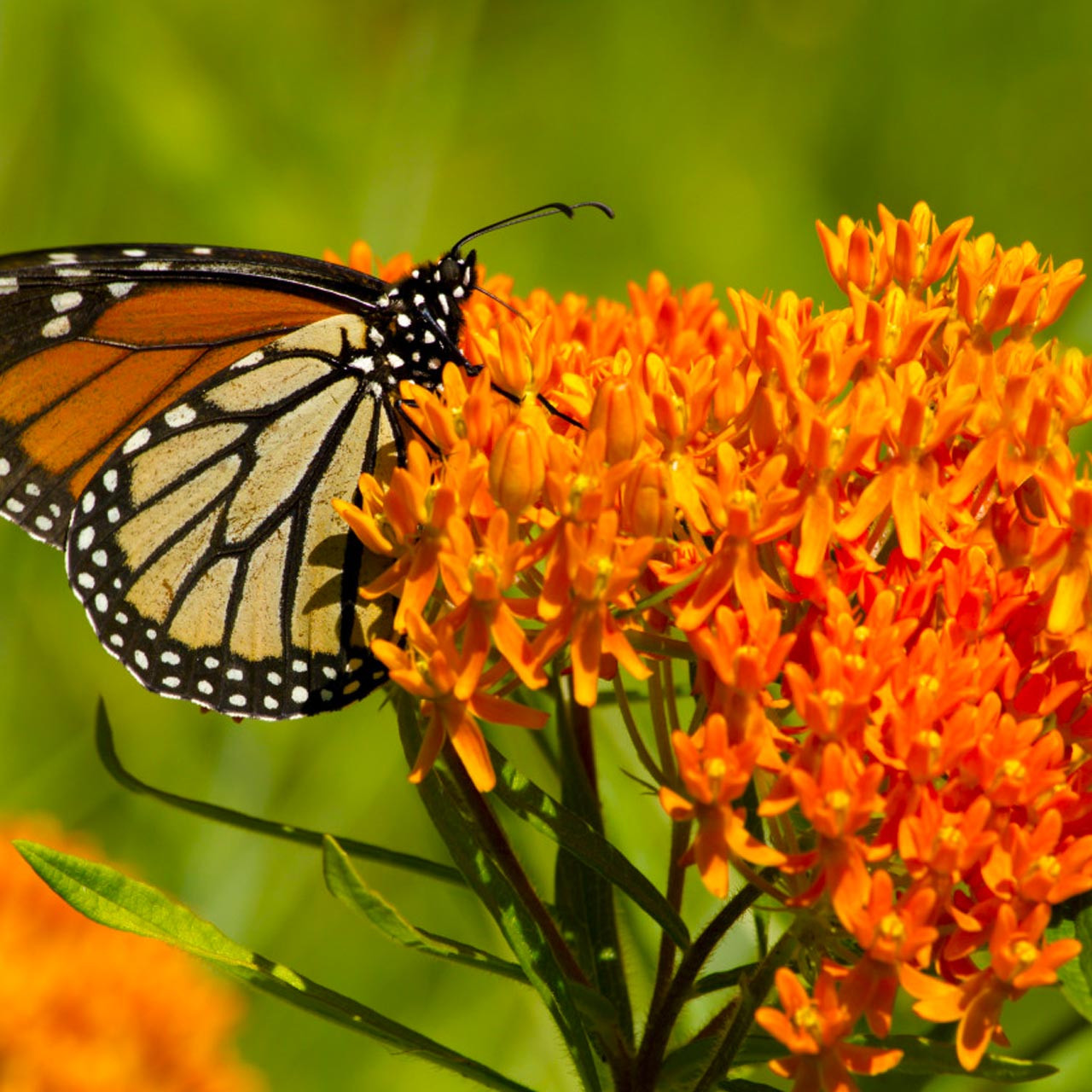 Butterfly-Milkweed__40762