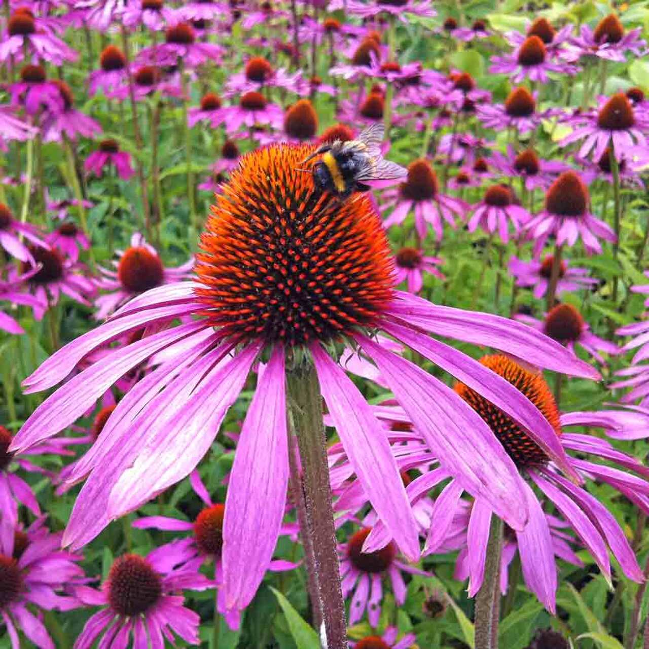 Purple-ConeflowerBC1__36532.1603937512_1024x1024@2x